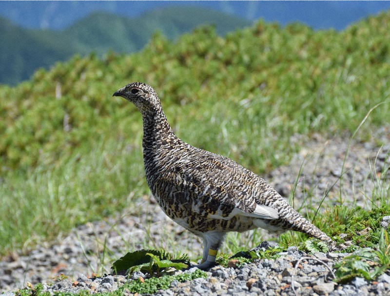 生息地の一つ、乗鞍岳のライチョウ=2022年8月2日、去石信一撮影