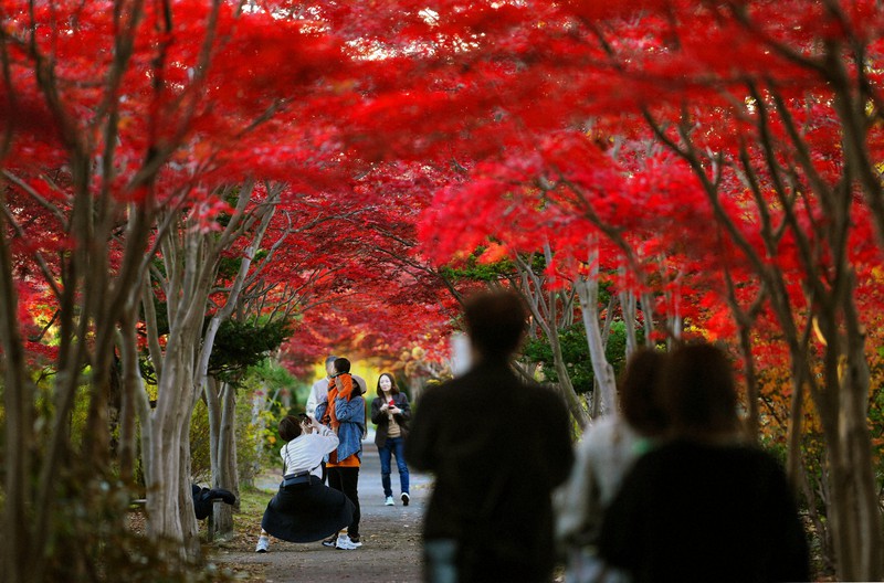 真っ赤だな モミジ並木 800本 0mの トンネル 札幌 毎日新聞