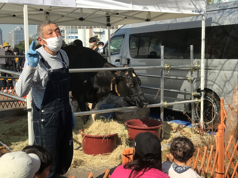東京・豊洲で開かれたイベントには千葉県内の牧場で飼育されている牛も登場した=東京都江東区の豊洲公園で2022年11月3日、町野幸撮影