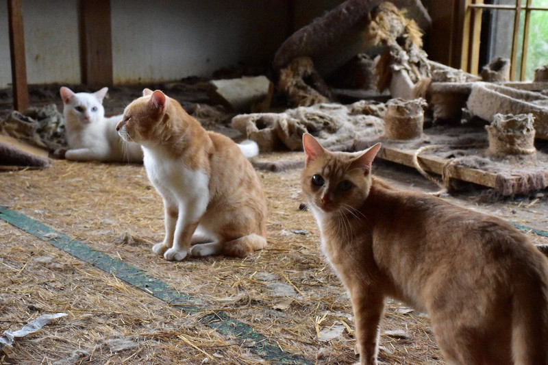 崩れたキャットタワー、刺激臭…猫180匹多頭飼育崩壊はなぜ起きた