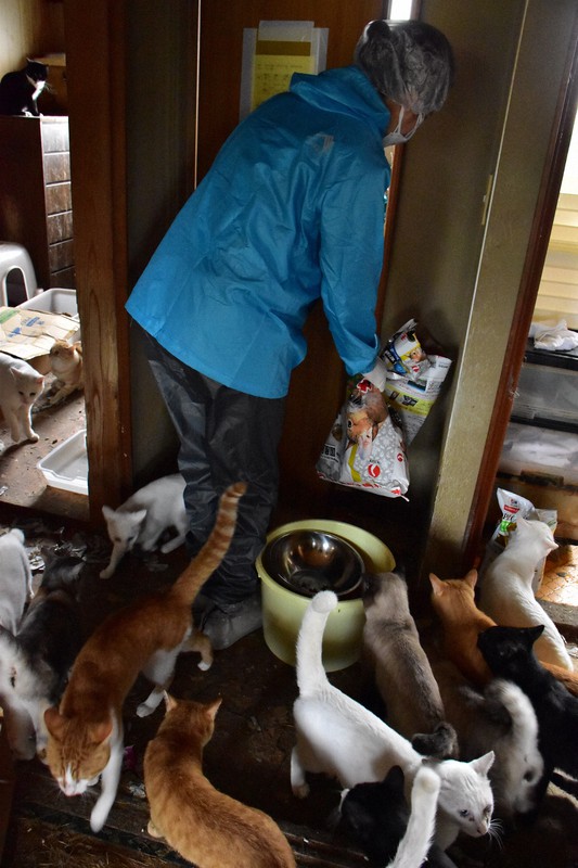 崩れたキャットタワー、刺激臭…猫180匹多頭飼育崩壊はなぜ起きた