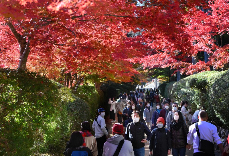 青空に映える赤く染まったトンネル 色づく高野山の紅葉 | 毎日新聞
