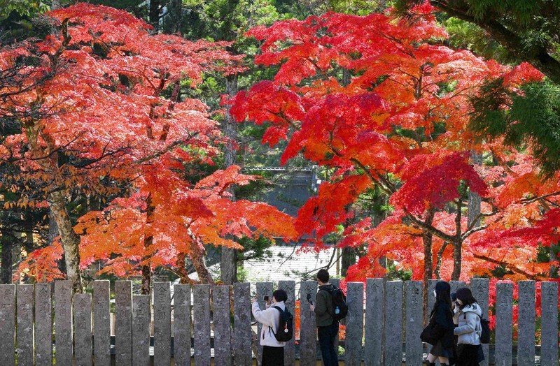 色づき世界遺産級 高野山・紅葉見ごろ | 毎日新聞