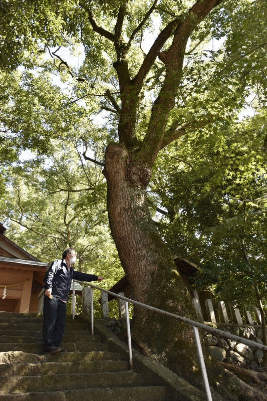 市の被爆資料審議会で審査された山王神社のクスノキ群の1本=長崎市の同神社で2022年10月24日午後1時24分、高橋広之撮影