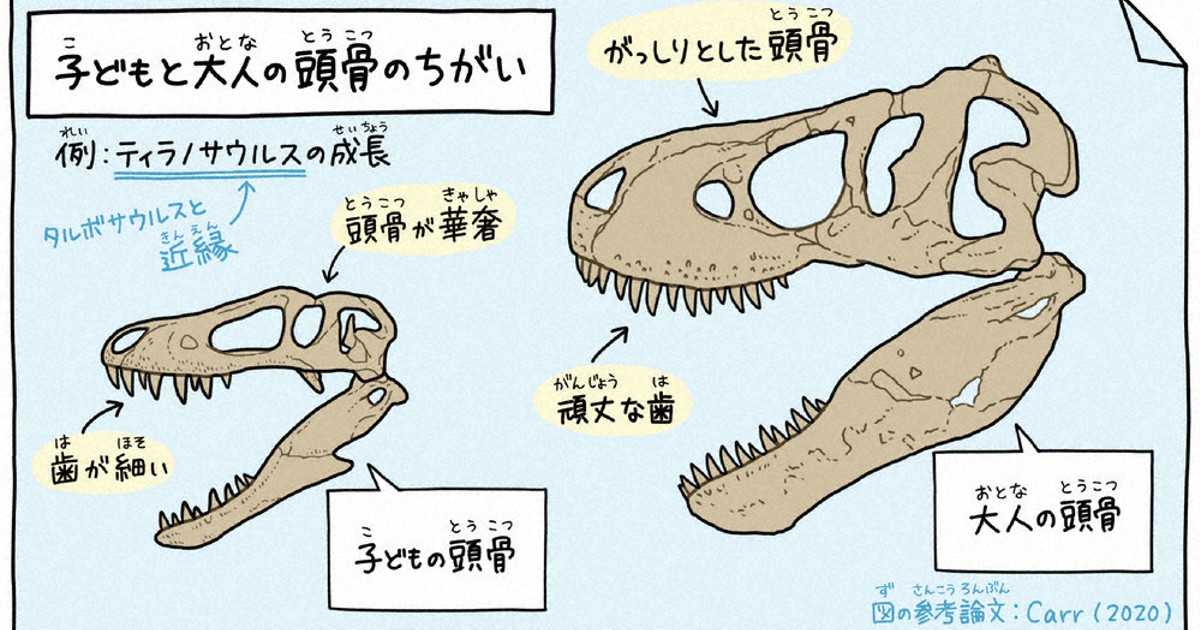 ゆり先生の化石研究室：／26 大きな脚と小さな腕を駆使 タルボサウルス