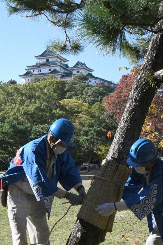 和歌山城公園の松にこもを巻く職員ら=和歌山市で、最上聡撮影