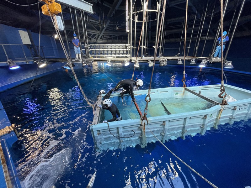 ジンベエザメを水槽内に入れる様子。手前の水色容器内に尾ひれや体がわずかに見える=のとじま水族館提供