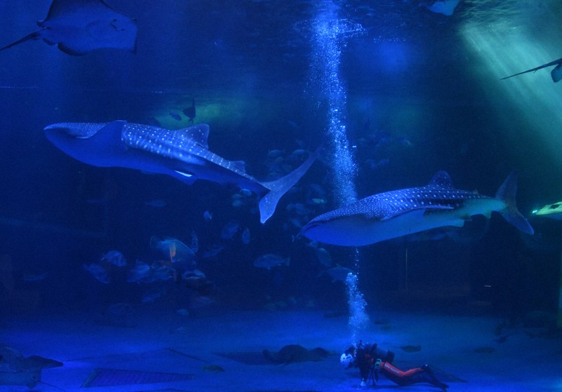 新入りジンベエザメ2頭「名前付けてね」 石川・のとじま水族館