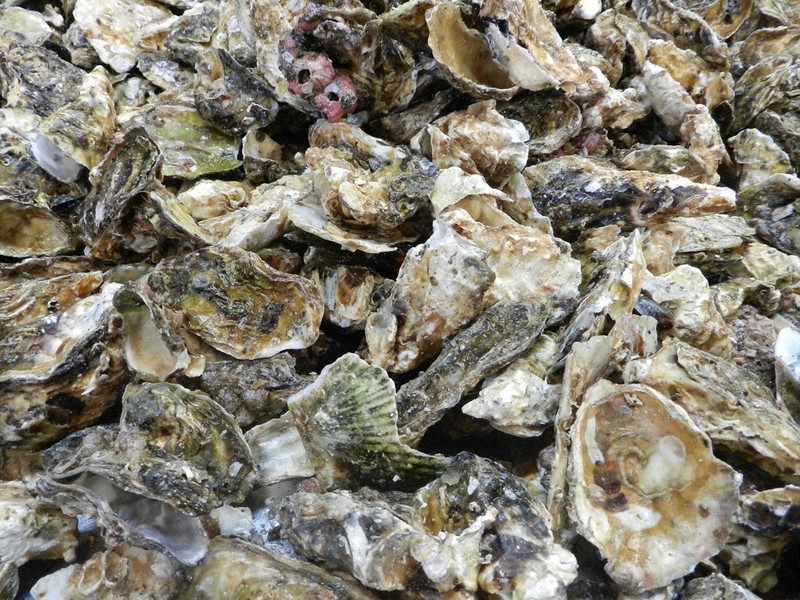 牡蠣たん kaki_1200x1200.jpg?v=1632271863