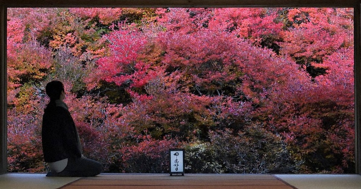 刻々と深まる秋と紅葉 樹齢100年超のドウダンツツジ 兵庫 毎日新聞