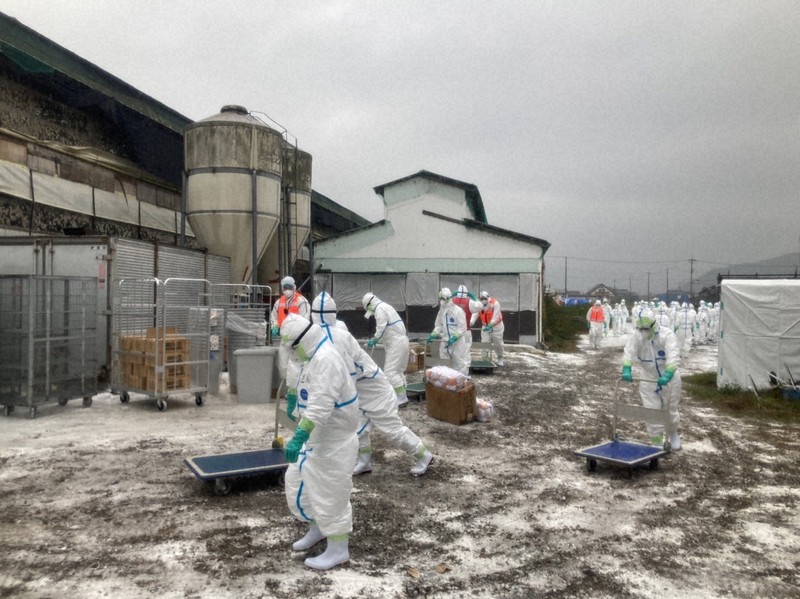 鳥インフルエンザが確認された養鶏場で殺処分を進める兵庫県の担当者ら=同県たつの市で2022年11月13日(同県提供)