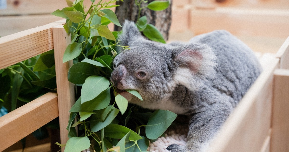 東山動植物園 コアラの「クレメンツ」死ぬ 15日から献花台設置 | 毎日新聞