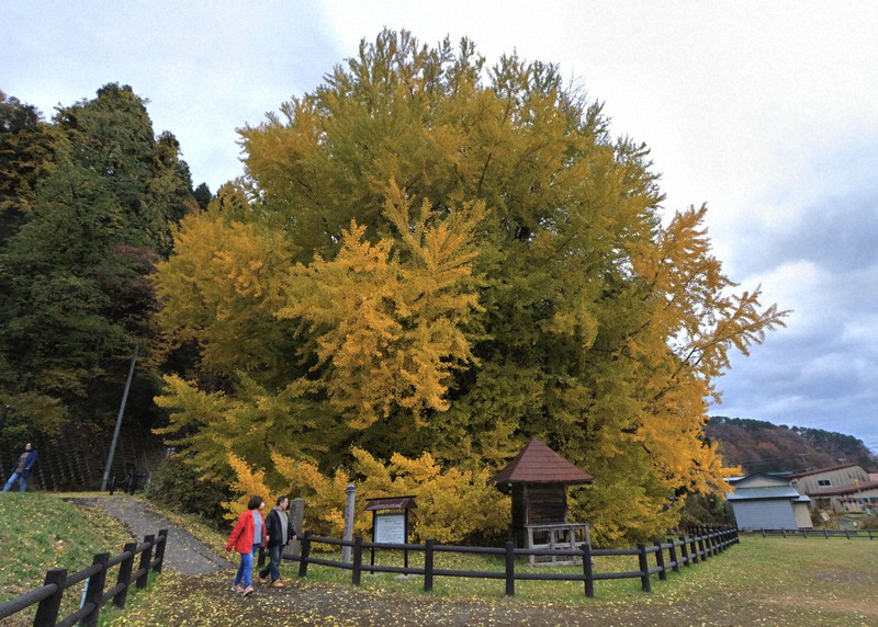 色づき始めた「北金ケ沢の大銀杏」=青森県深浦町で2022年11月14日午後3時20分、近藤卓資撮影