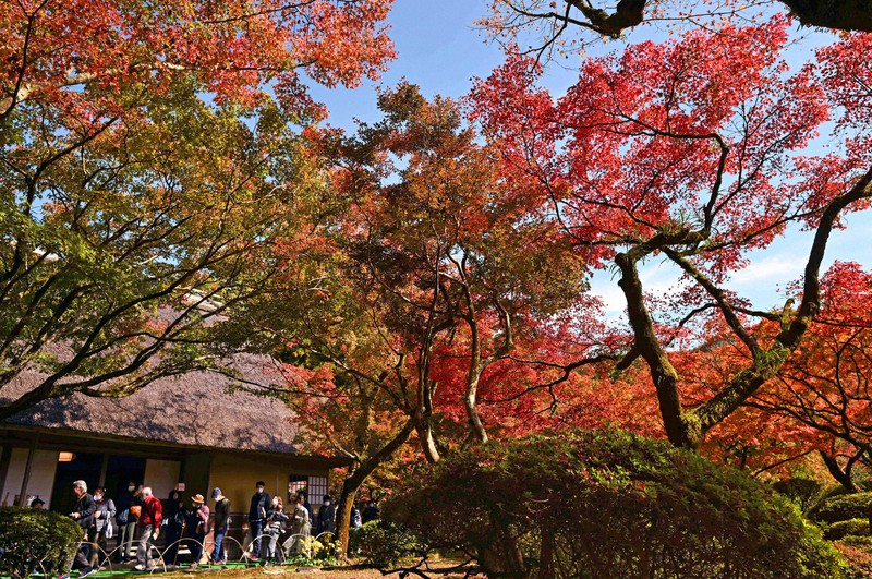 3年ぶりに秋の一般公開が始まり、紅葉が見ごろを迎えた九年庵=佐賀県神埼市で2022年11月15日午前11時16分、徳野仁子撮影