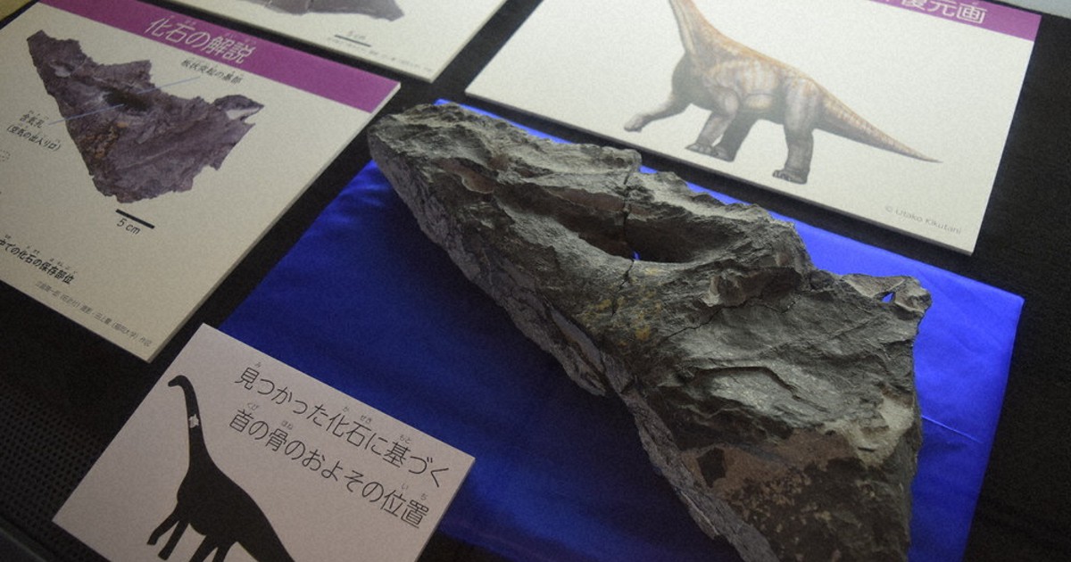 恐竜が眠る街」北九州 2例目の化石 ティタノサウルス型類、来月4日まで