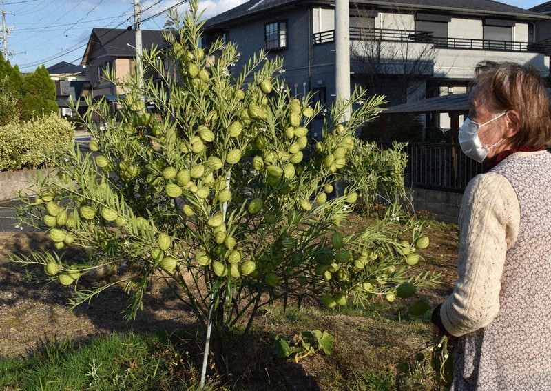 近所で評判になっているフウセントウワタ=三重県名張市百合が丘東6で2022年11月15日午後3時36分、山中尚登撮影