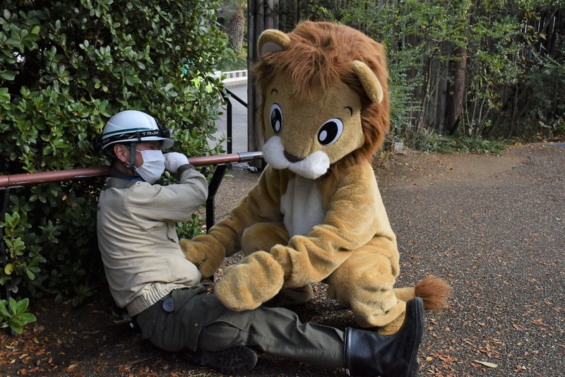 In Photos Osaka zoo prepares for major quake with 'escaped lion' The