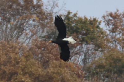 25年間連続で渡来したオオワシ「山本山のおばあちゃん」＝湖北野鳥センター提供