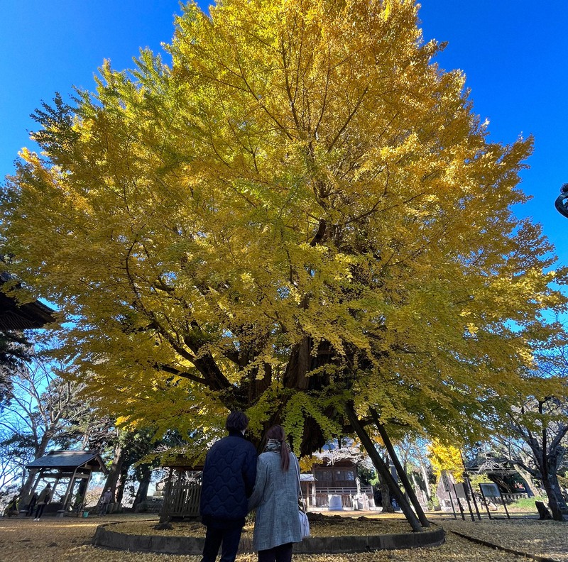 見ごろを迎えている西蓮寺の黄葉=茨城県行方市西蓮寺の西蓮寺で2022年11月27日午前9時15分、信田真由美撮影