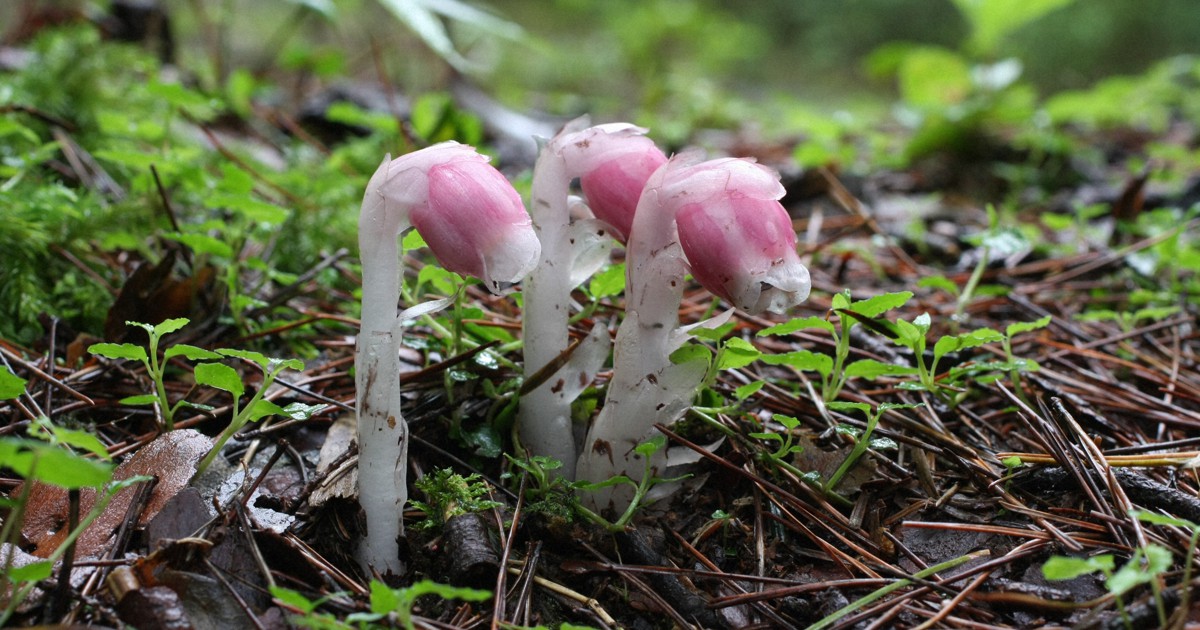 フェアリーランタン：光合成をしない新種の希少植物が発見される