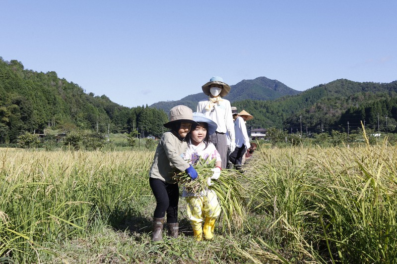 ミチのムコウプロジェクトで、大切そうに刈り取った稲を運ぶ子どもたち=丹波篠山市古市地区で2022年9月4日午前8時36分、幸長由子撮影