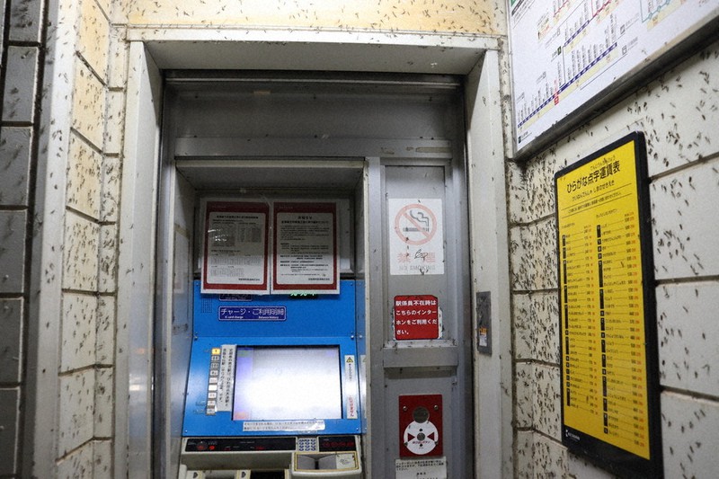 建物の壁に大量に止まっているびわこ虫=大津市中央4の島ノ関駅2022年11月28日午後8時57分、飯塚りりん撮影