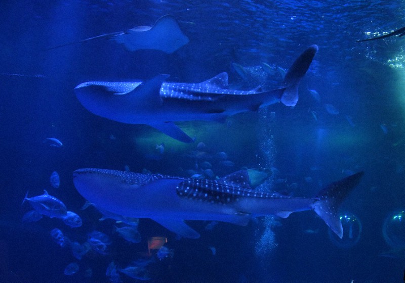水族館4☆石川★のとじま水族館9☆ジンベイザメカラー★記念メダル☆茶平工業 水族館4☆石川☆のとじま水族館9☆ジンベイザメカラー☆記念