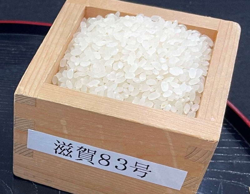 滋賀県の新しい近江米に決まった「滋賀83号」=県提供