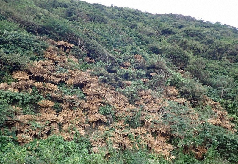 ❷メス木・奄美大島　耐寒性ソテツ　変わり葉取木 ➁メス木・奄美大島 耐寒性ソテツ 変わり葉取木