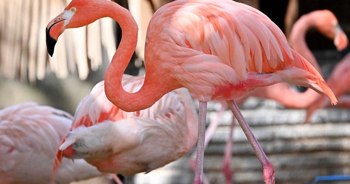 どうぶつ園の仲間たち：フラミンゴ 鮮やかなピンク色はエサの成分