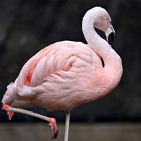 どうぶつ園の仲間たち：フラミンゴ 鮮やかなピンク色はエサの成分