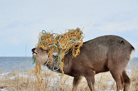 Group removes waste harming Yezo deer on Hokkaido's Notsuke