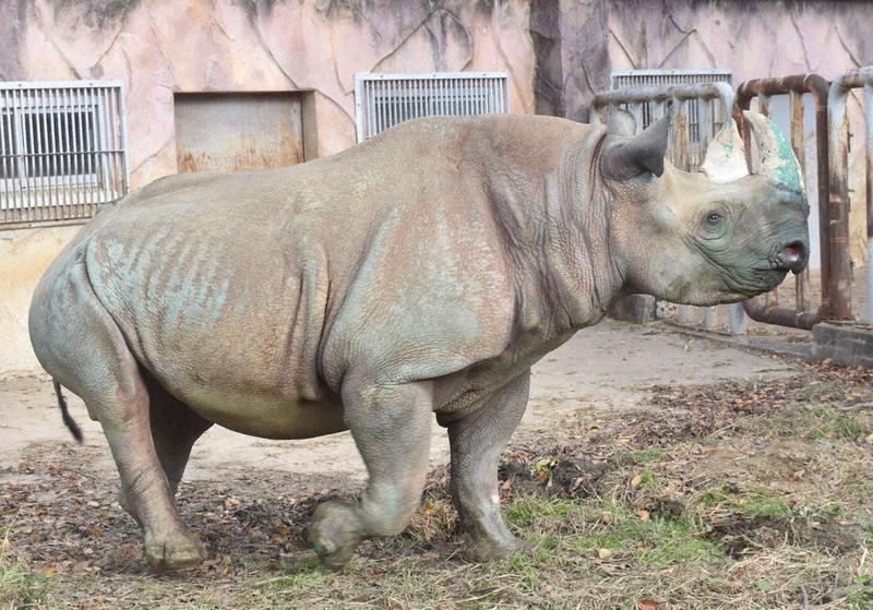 お帰り「サニー」！ 希少クロサイ、10年ぶりかみね動物園に メス13歳