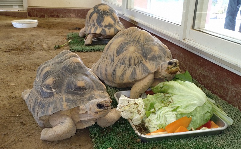 世界のカメ分布チェックリスト　貴重 古の森に思いをはせてみる｜沖縄こどもの国 Okinawa Zoo & Museum