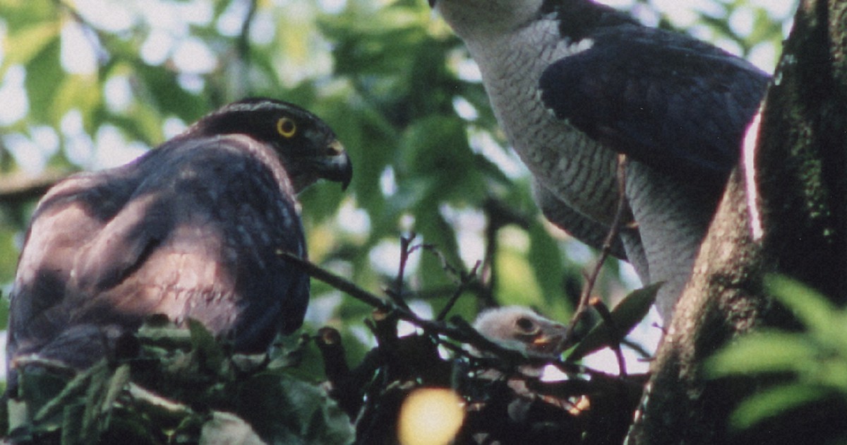 里山のシンボル・オオタカ 希少種から外れた後の実態は | 毎日新聞