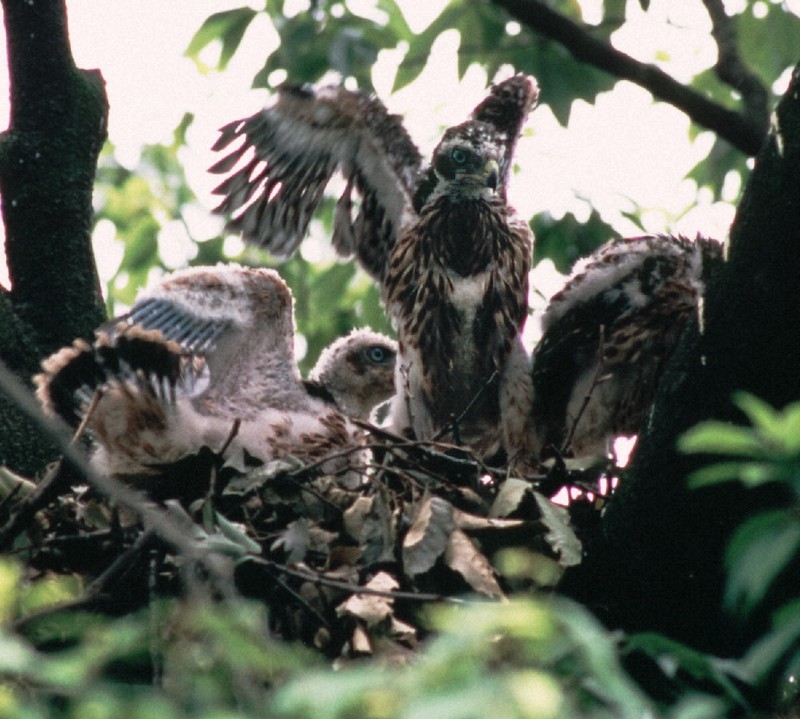 里山のシンボル・オオタカ 希少種から外れた後の実態は | 毎日新聞