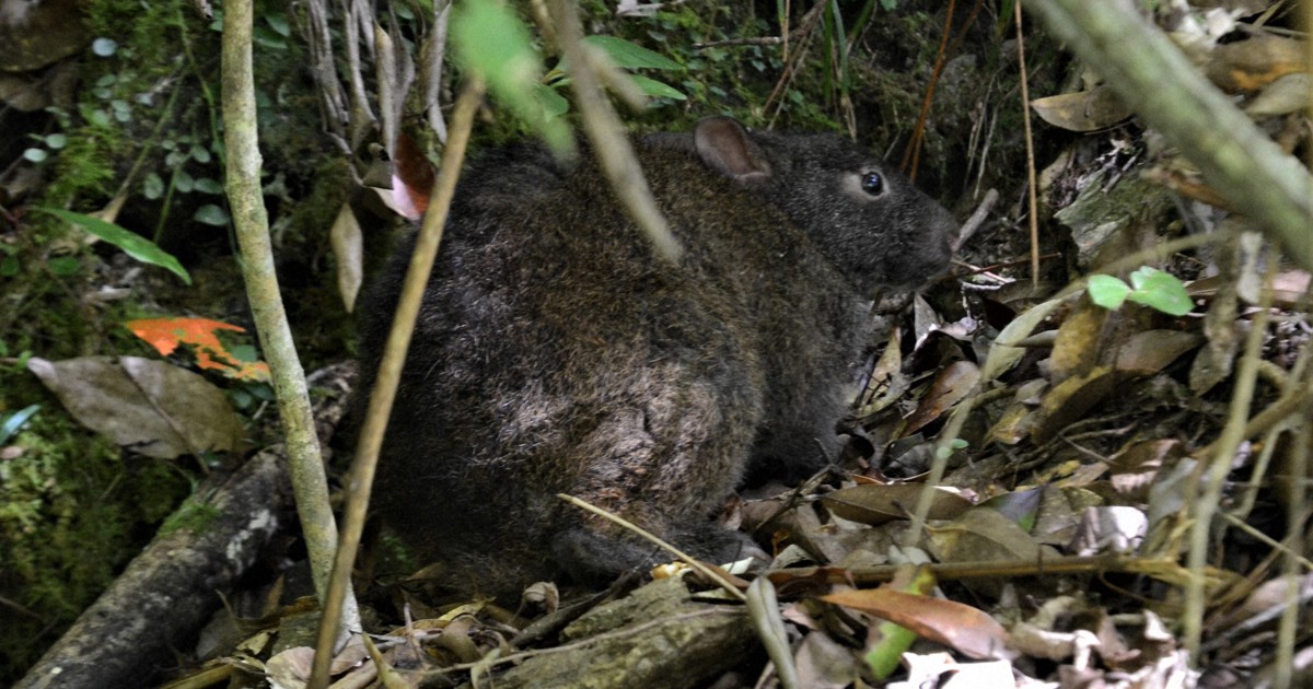 岸本ウラチ　アマミノクロウサギ アマミノクロウサギ | 奄美遺産｜環境文化のカタチ
