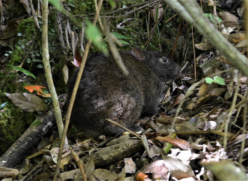 岸本ウラチ　アマミノクロウサギ 哺乳類 アマミノクロウサギ | 奄美大島の森/動物 | ホライゾン