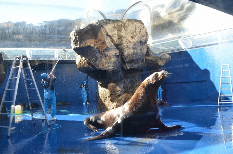 水槽、きれいにしてね！ 鳥羽水族館で大掃除 ／三重 | 毎日新聞