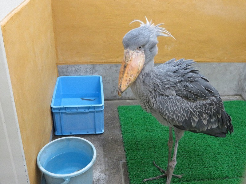 カップル誕生、なるか！？ ハシビロコウのメス到着 ／高知 | 毎日新聞