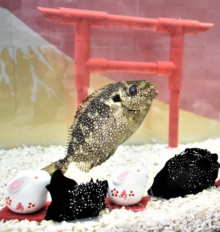 海のお月様 人魚姫 インテリア 自然 海 シーグラスアート アクアリウム 置物 海のお月様 人魚姫 インテリア シーグラスアート アクアリウム