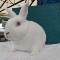 卯年」迎える白ウサギ 出前授業で 子どもたちに伝えたいこと [写真特集