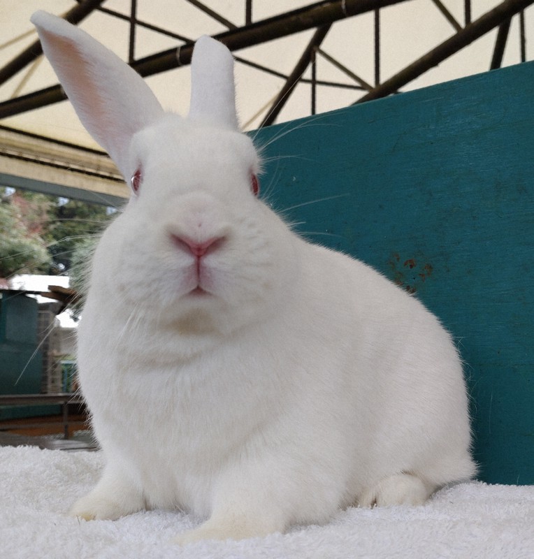 卯年」迎える白ウサギ 出前授業で 子どもたちに伝えたいこと [写真特集