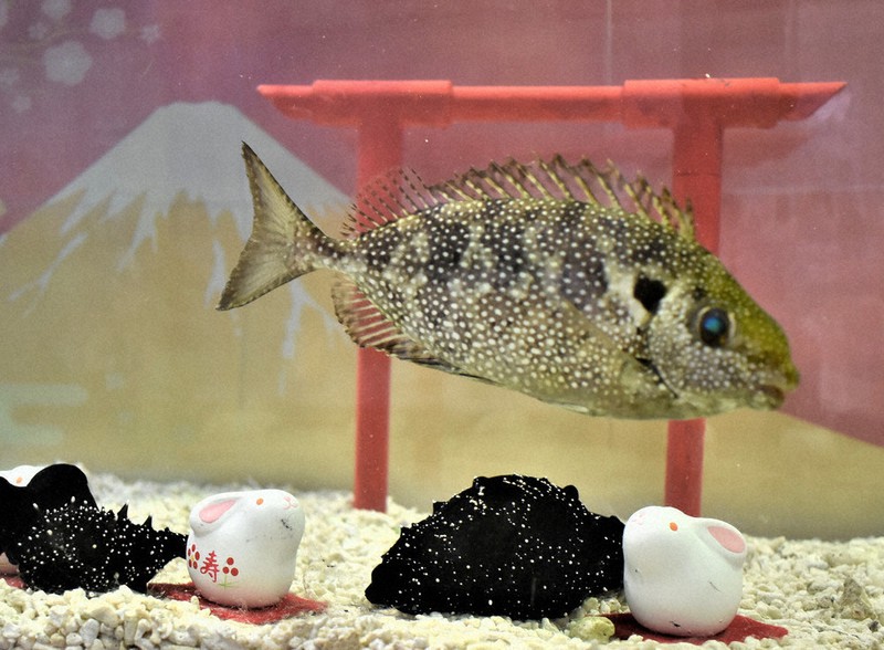 海のお月様 ピンク うさぎ インテリア アクアリウム 置物 シーグラス