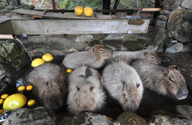 In Photos: Capybaras soak in open-air 'pomelo bath' in Nagasaki