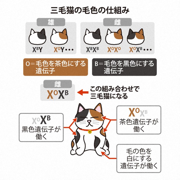 三毛猫の毛色決める遺伝子みっけ⁉ 「成果招こう」と研究者集まる