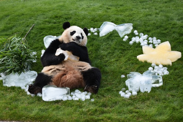 Giant panda at west Japan zoo treated to Christmas wreath made of