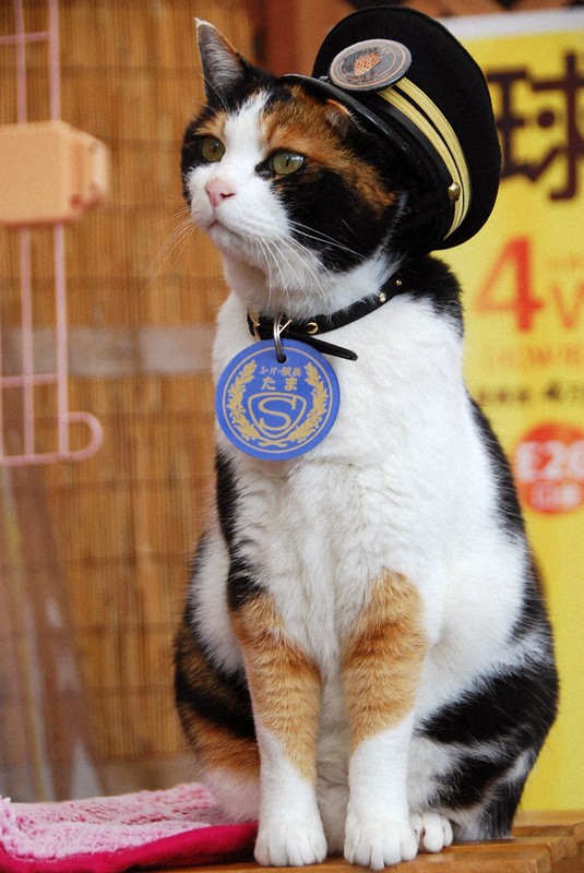 三毛猫の毛色決める遺伝子みっけ⁉ 「成果招こう」と研究者集まる