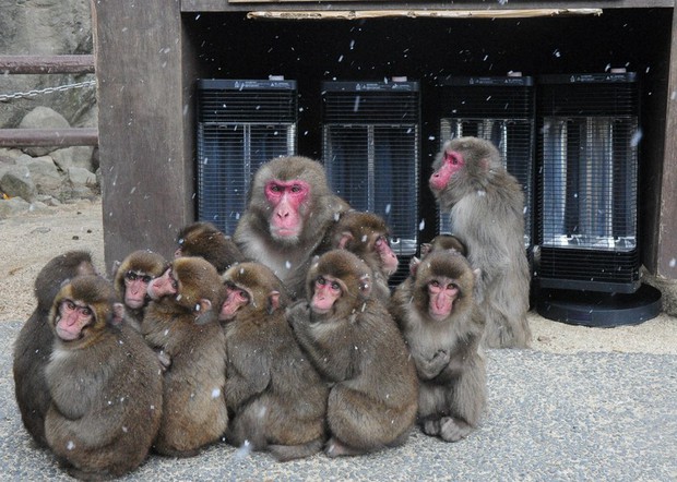 In Photos: Heaters keep visiting wild monkeys toasty at Japan zoo