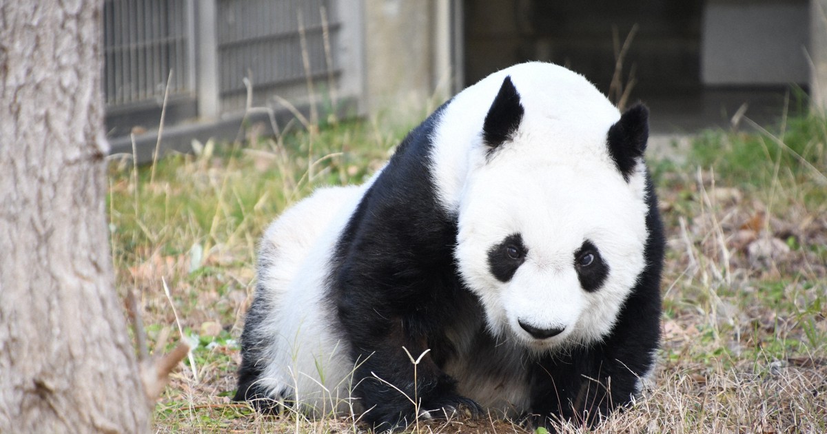 タンタン 神戸新聞 縮刷版 2021年 ジャイアントパンダ 1冊 数量